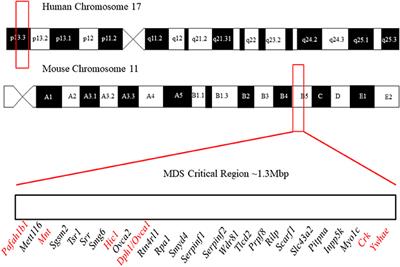 Neurodevelopmental Genetic Diseases Associated With Microdeletions and Microduplications of Chromosome 17p13.3